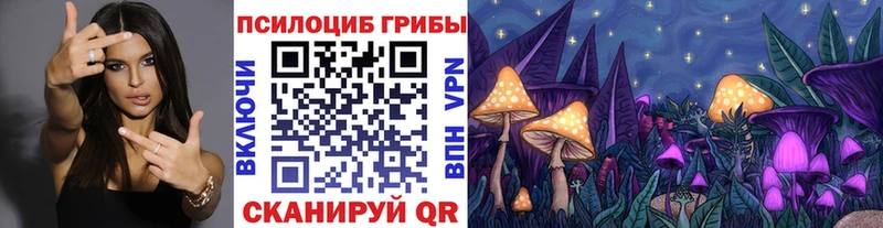Купить закладки  Горно-Алтайск  Псилоцибиновые грибы GOLDEN TEACHER 